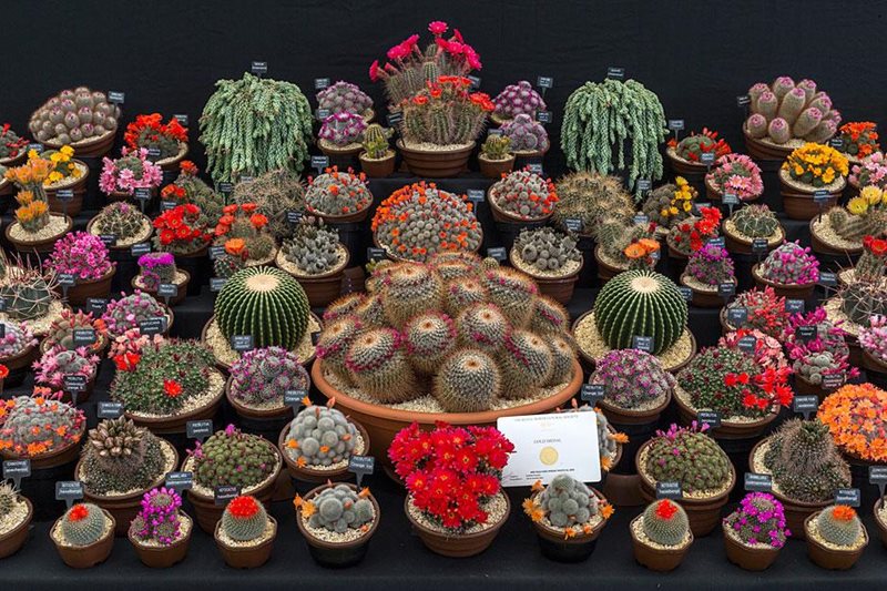 Southfield Nurseries: Best Floral Marquee Exhibit, Malvern Show 2016