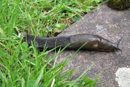 Slugs (and snails) topeed the list of most troublesome pests in 2014