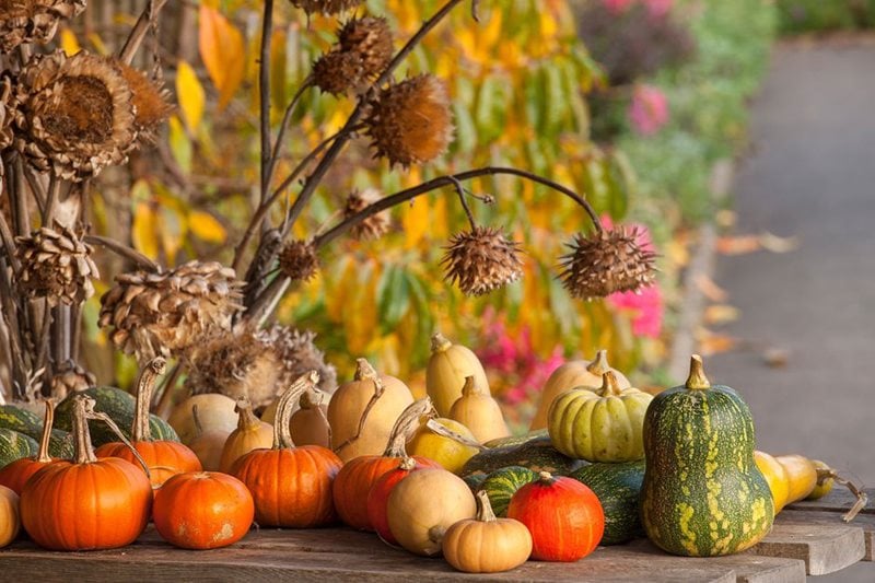 Pumpkins in the Fruit & Vegetable Garden