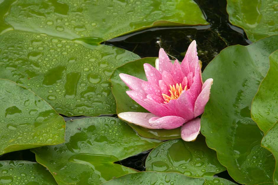Discover waterlilies