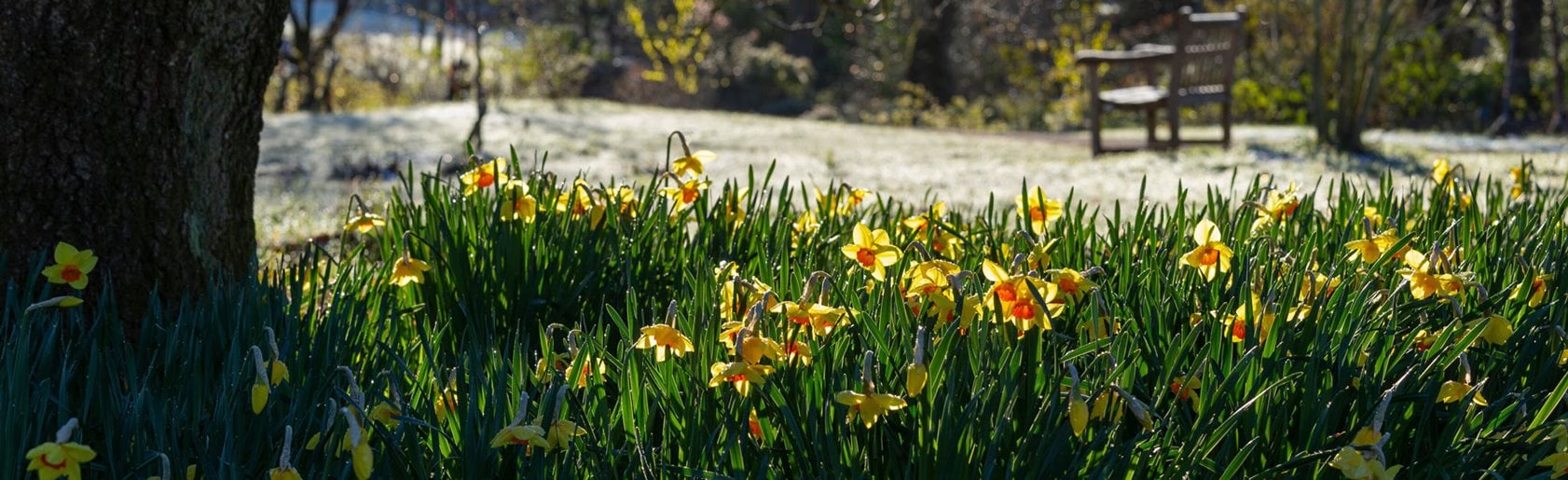 photograph of the garden
