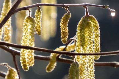 Backlit golden catkins hanging from bare twigs