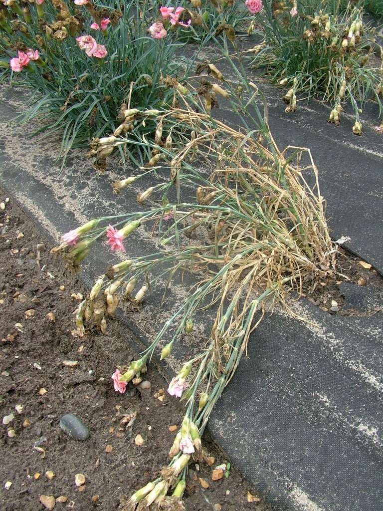 Fusarium wilt of carnation