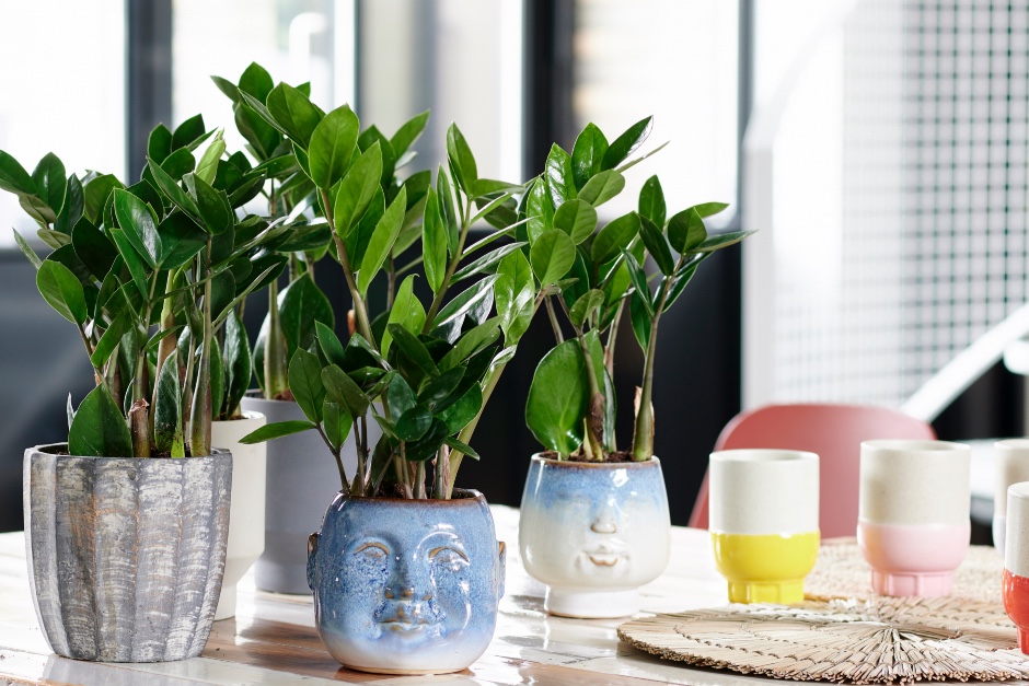 Monsteras and more: at home with arums / RHS Gardening