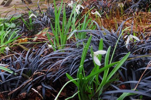Snowdrops and ophiopogon