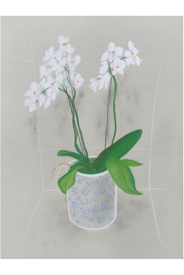 Phalaenopsis artwork