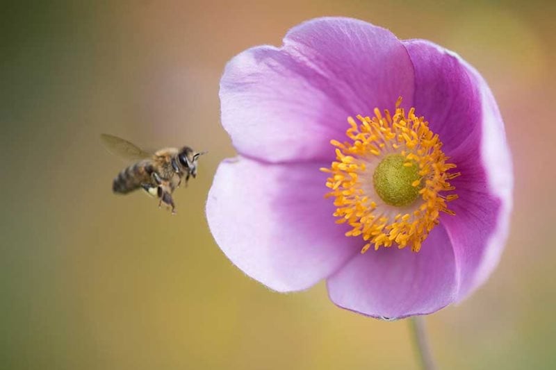 Bee flying towards a Japanese anemone