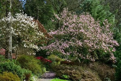 Magnolias flowering at RHS Rosemoor in spring