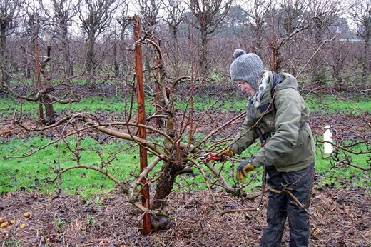Pruning a spindle bush apple