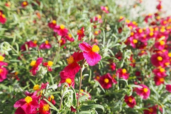 Helianthemum (rock rose) trial | RHS Plant Trial / RHS