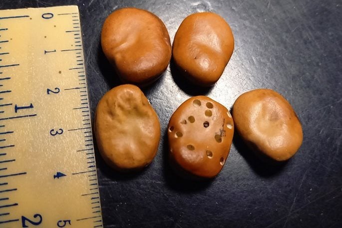 Beans with weevil exit holes