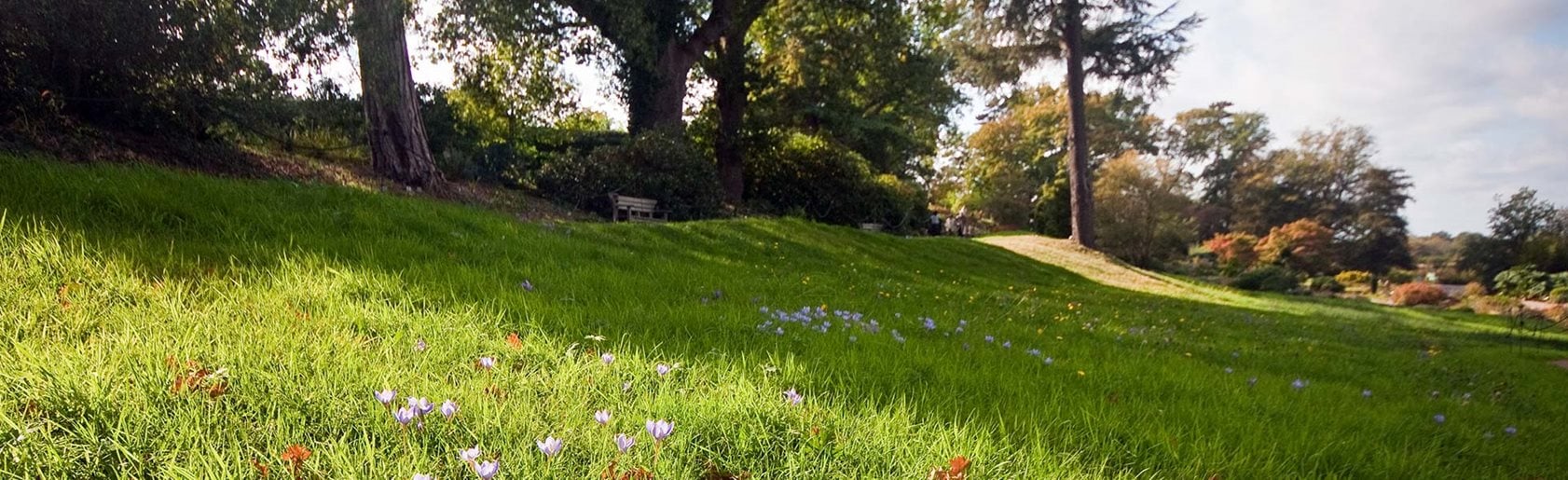 photograph of the garden