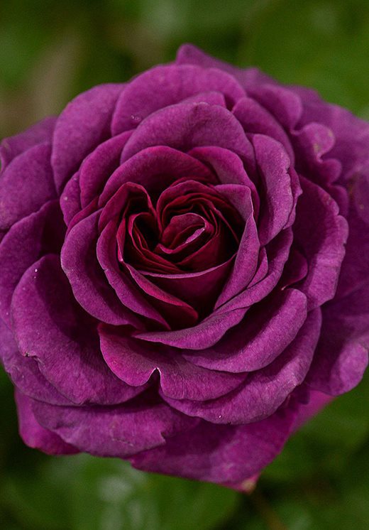 Rose Timeless Purple (‘Noa38121’)