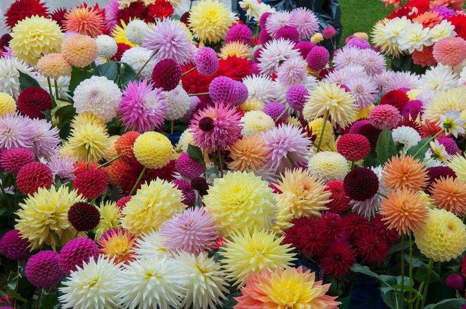 Rhs Garden Wisley Flower Show Days Out Events In Surrey Rhs