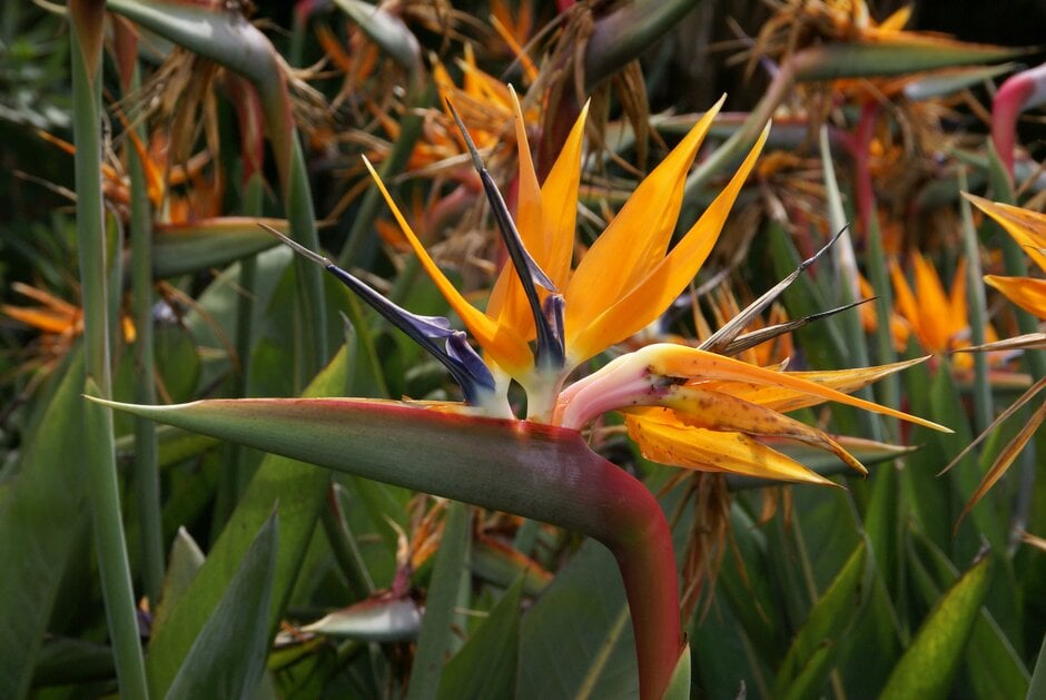 How to grow strelitzia