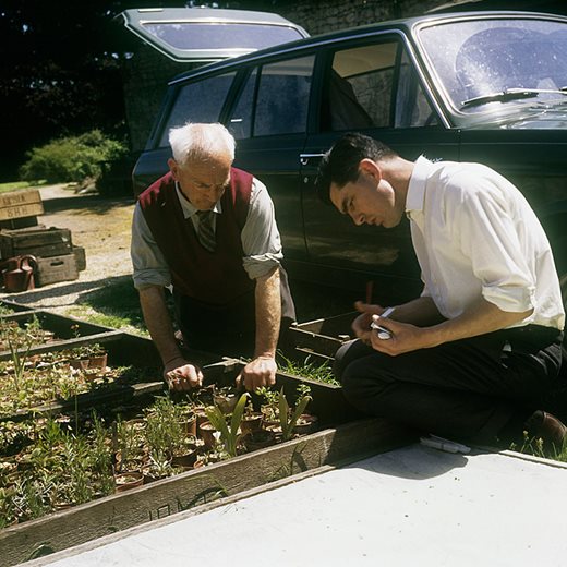 Chris Brickell examining rock plants with Ken Aslett