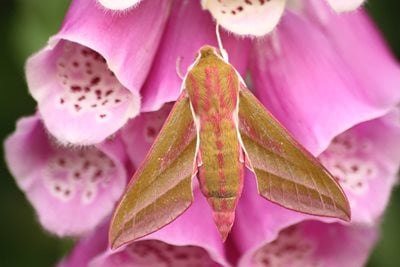 Elephant hawk moth