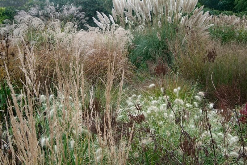 A cluster of wild grasses