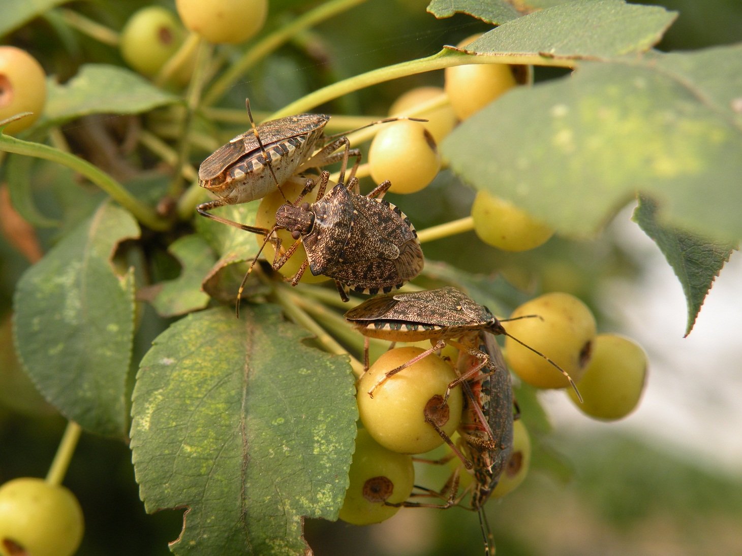 Brown marmorated stink bug (<em>Halyomorpha halys</em>) Credit: T. Haye / CABI
