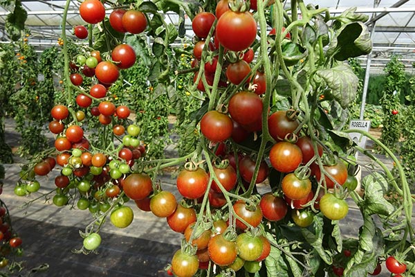 How to grow Tomatoes | RHS Vegetables