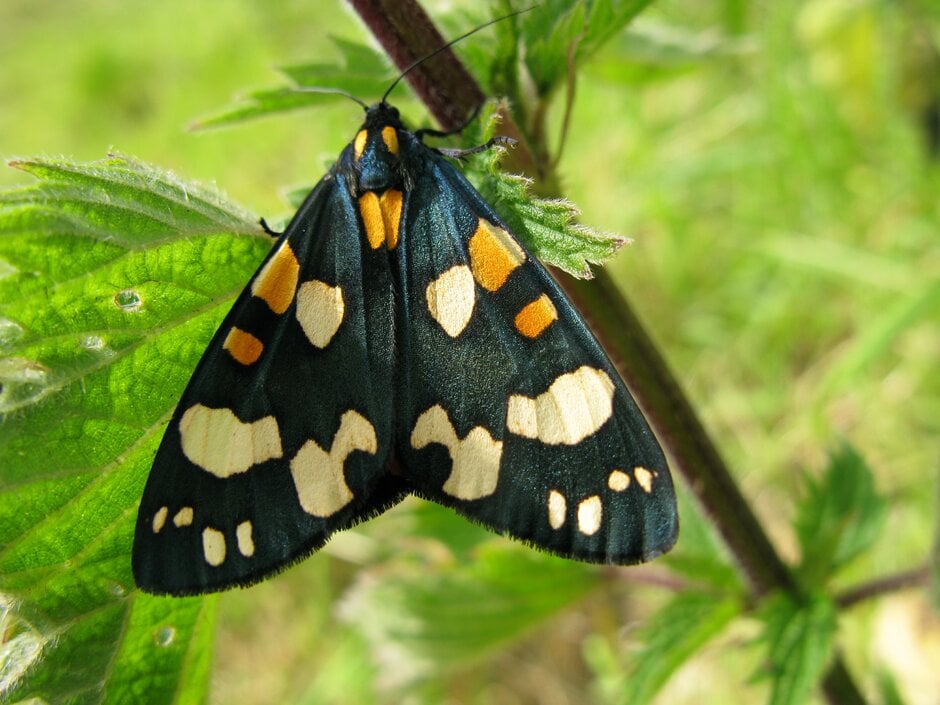 Top 10 plants for moths