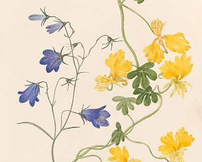 Botanical art exhibition at RHS Flower Show Wentworth Woodhouse 2025 / RHS