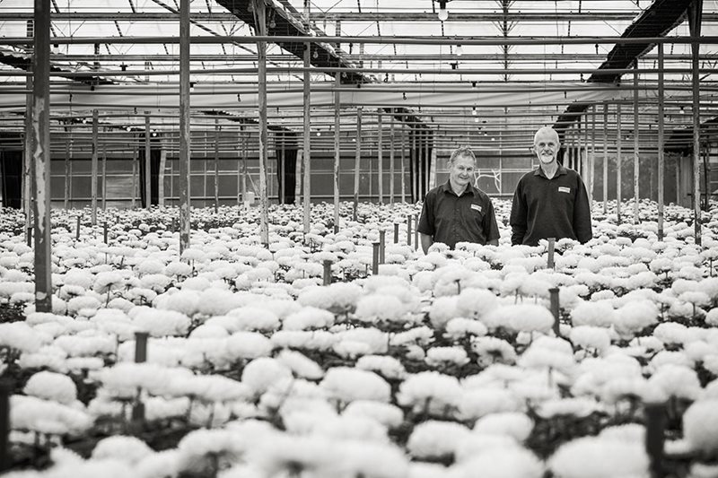 Behind the scenes at Chrysanthemums Direct