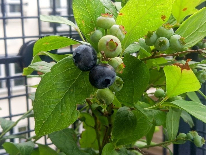 Blueberries growing on a balcony
