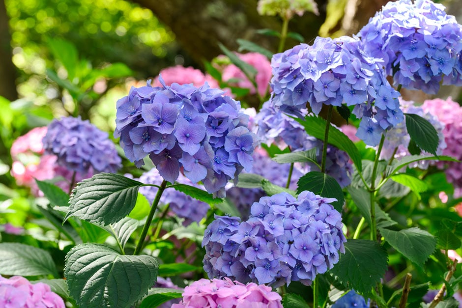 Hydrangeas at RHS Plants