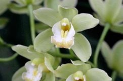 thai orchids