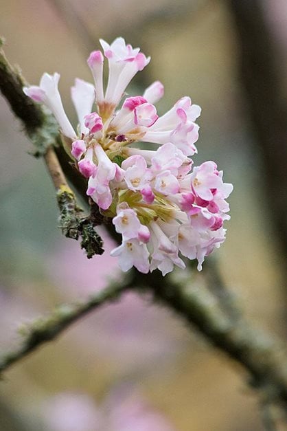 The scented flowers of Viburnum 'Charles Lamont' stand out against bare branches