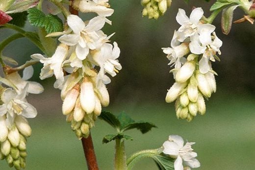 Ribes sanguineum 'White Icicle'