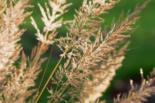 See our Top 10 Autumn ornamental grasses for the garden / RHS Gardening