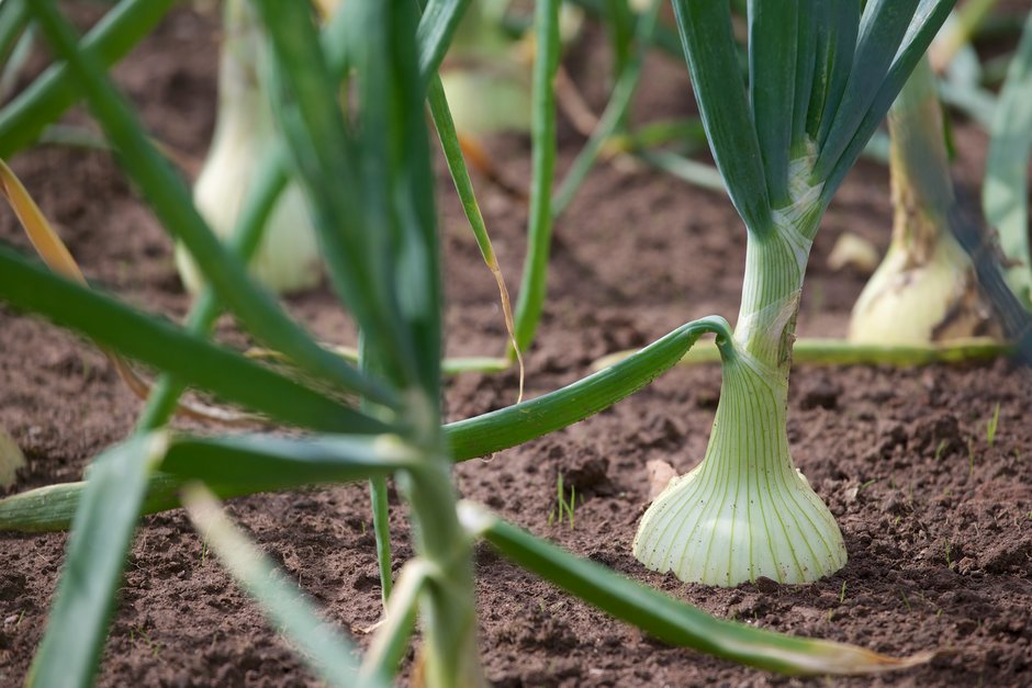 Onions in the ground