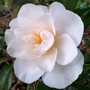 Camellia sasanqua ‘Paradise Helen’
