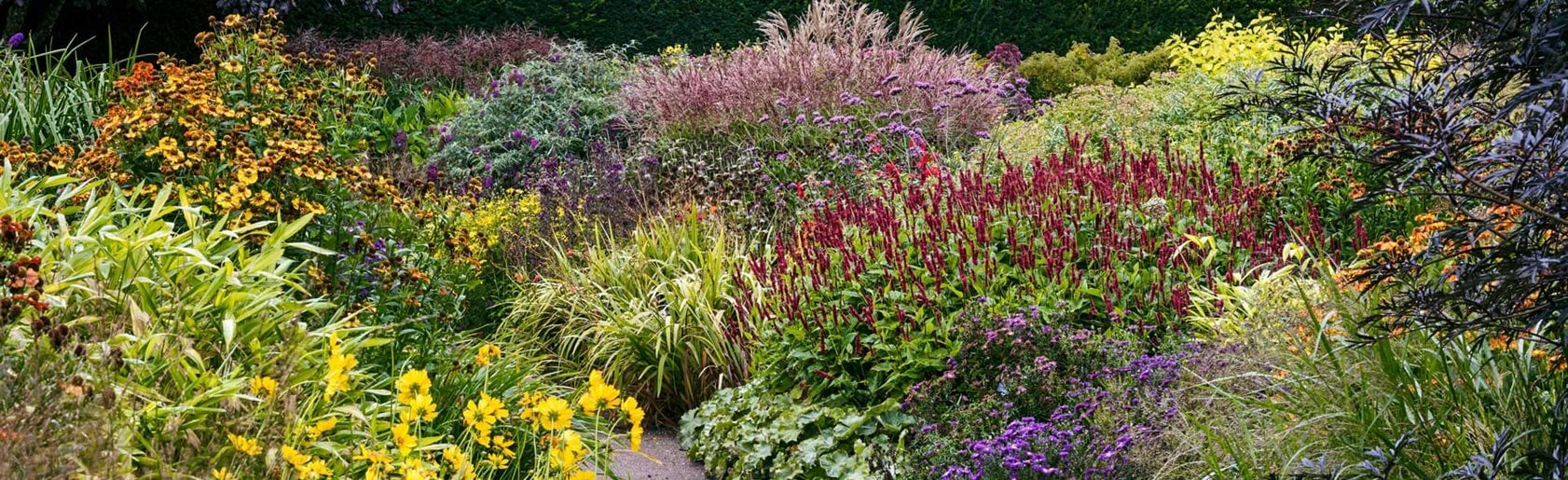 photograph of the garden