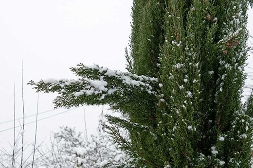 snow on conifer branch