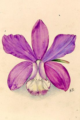 Cattleya loddigesii ‘Superba’ - Nellie Roberts, 1897