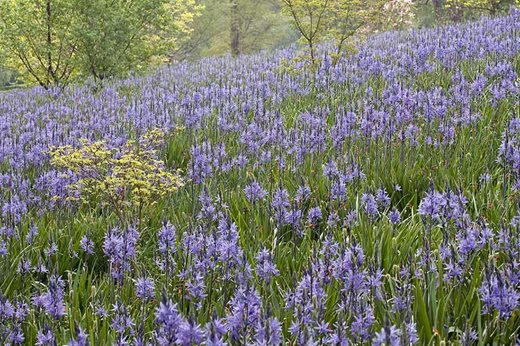 Camassias on Weather Hill
