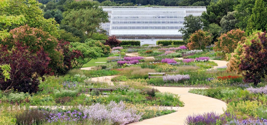 Naturalistic perennials and grasses in loose drifts at the Oudolf Landscape, RHS Garden Wisley