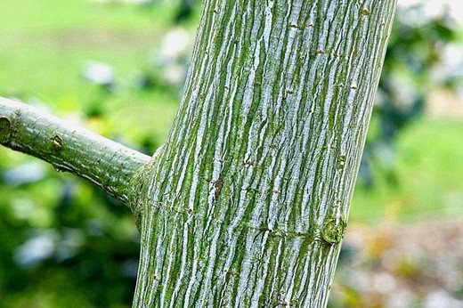 Acer tegmentosum bark