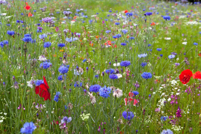 How to grow a mini wildflower meadow