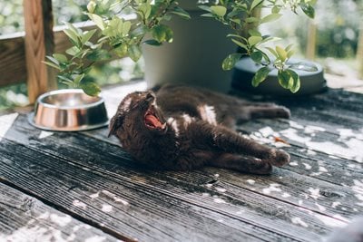 Cat relaxing in the shade of a plant