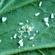 Whitefly1519Thumb.jpg?width=55&height=55&ext= - نشاء بامیه چگونه کاشته می شود ؟