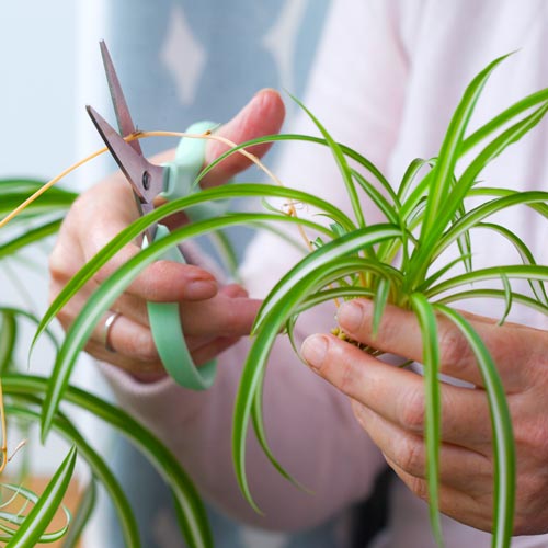 Taking cuttings from houseplants