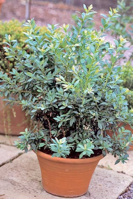 Blueberry plant growing in a pot