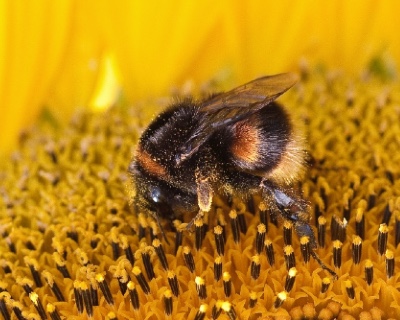 Help grow a million bumblebee miles / RHS