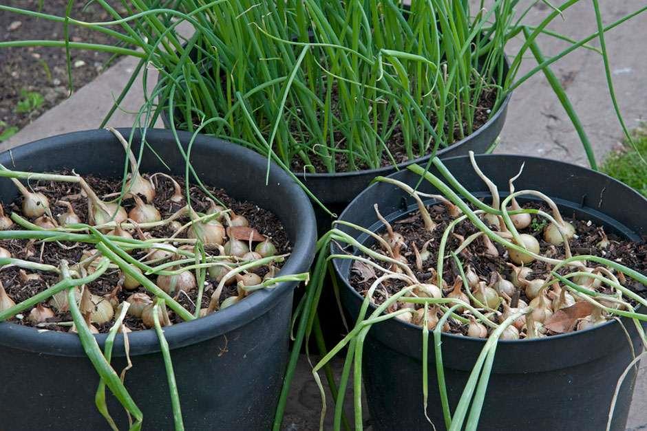 RHS Grow Your Own Salad onions