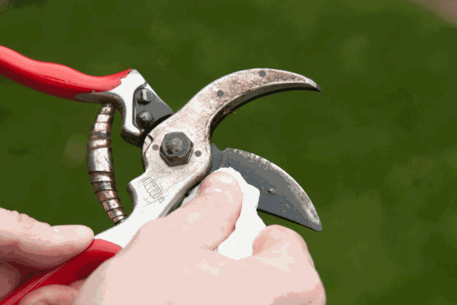 Cleaning secateurs to sterilise before pruning