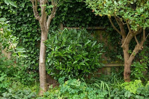 Cherry laurel, ivy and standard trees used for privacy